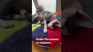 #котики #кошка #животные #мурадкинултаксиста -#майя