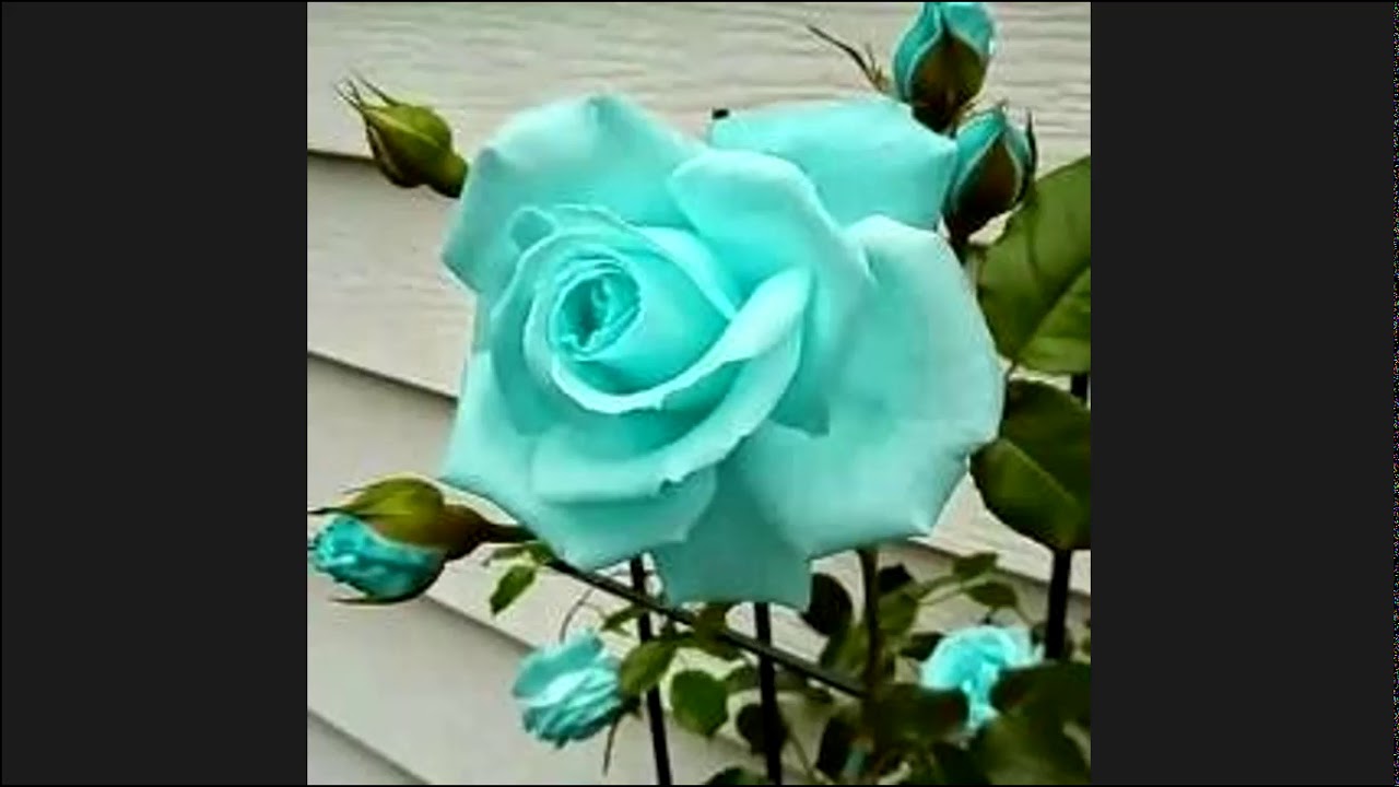 Marian Symposium, Queen of the Rosary (E1) Mary as Mother of Mercy - Br. Johan Oliveire