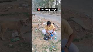 Insaniyat aj bhi zinda hai, bas dikhana padta hai 🥲🙏 #kindness #humanity #insaniyat #straydoglove