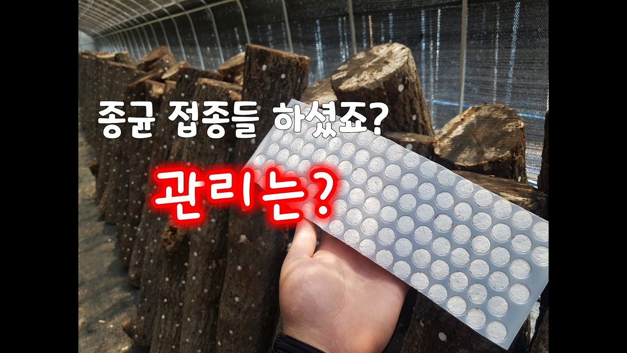 참나무 표고 버섯 균주 6