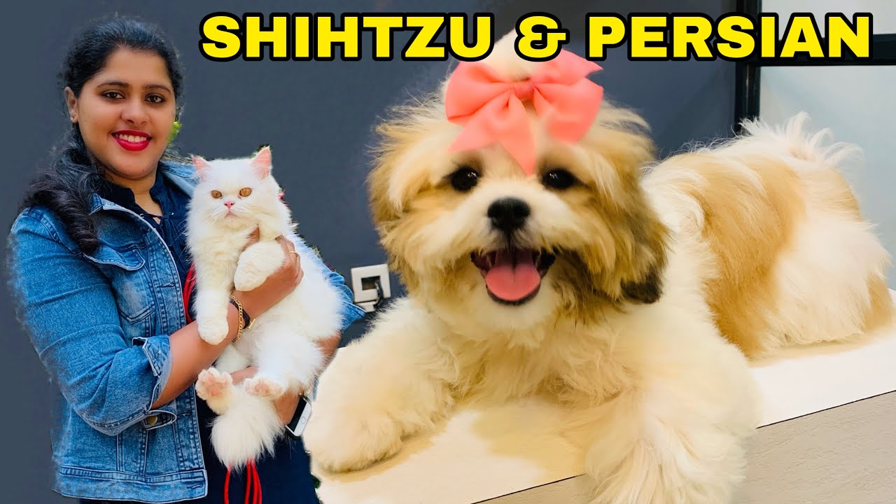 DOG and CAT videos Shihtzu Persian cat tour Pet lovers Training a