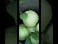 Guava fruit harvesting #farm#fruit#garden #relaxing #nature #ytshortsvideo