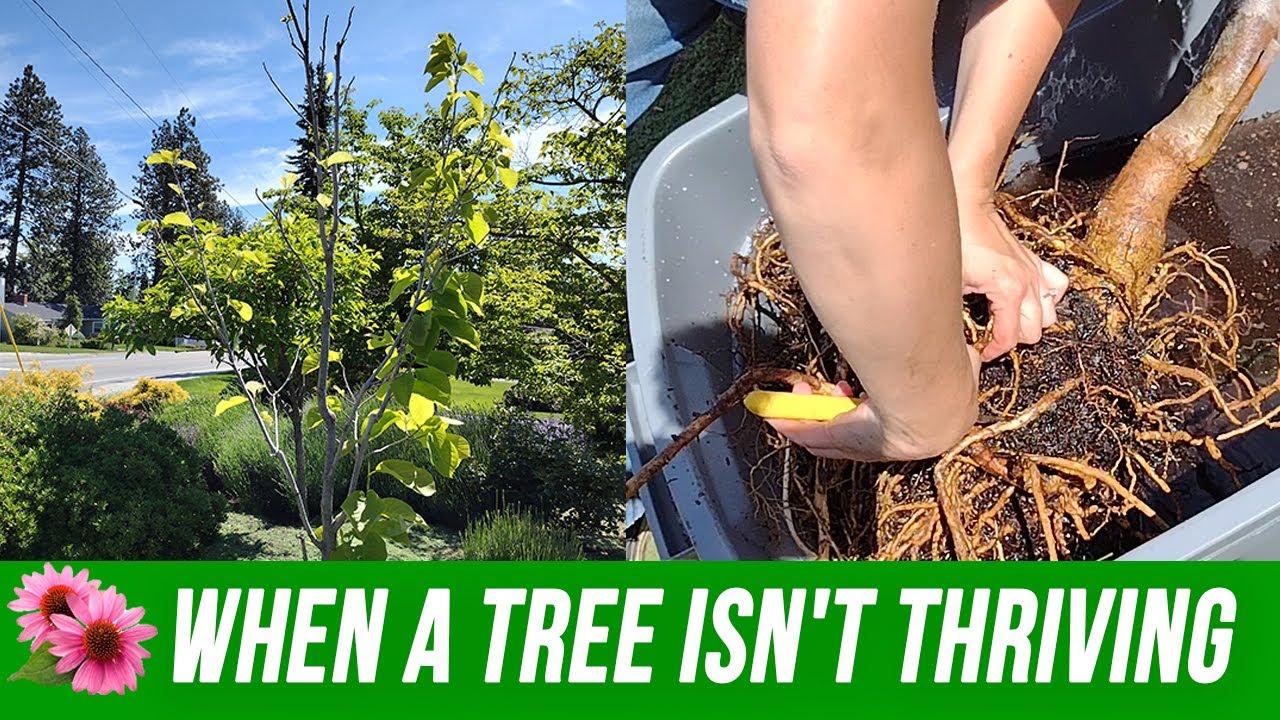 Tree Root Washing Excavating & Root Washing a Small Tree That's Failing to Thrive - YouTube