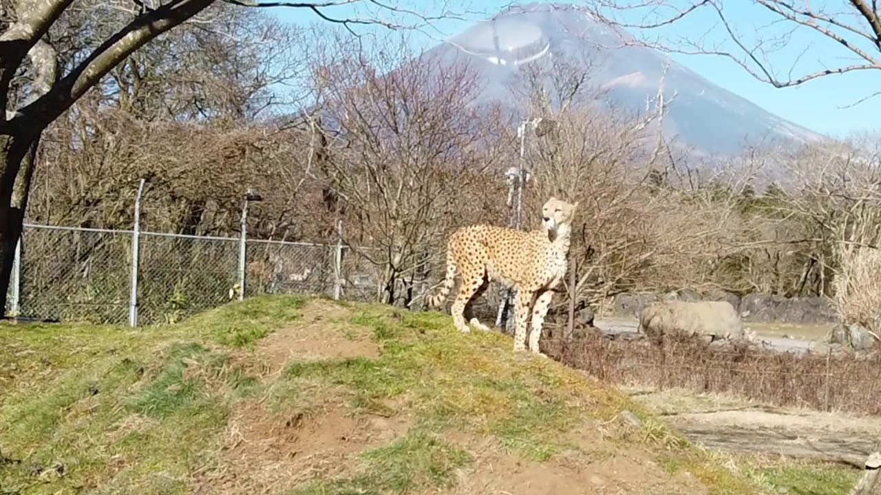 キリマンジャロじゃないけれど チーターが決めポーズ リアニマル レスポンス Response Jp