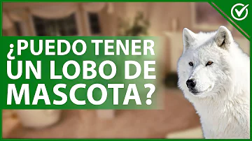 ¿Se puede tener un lobo 100% como mascota?