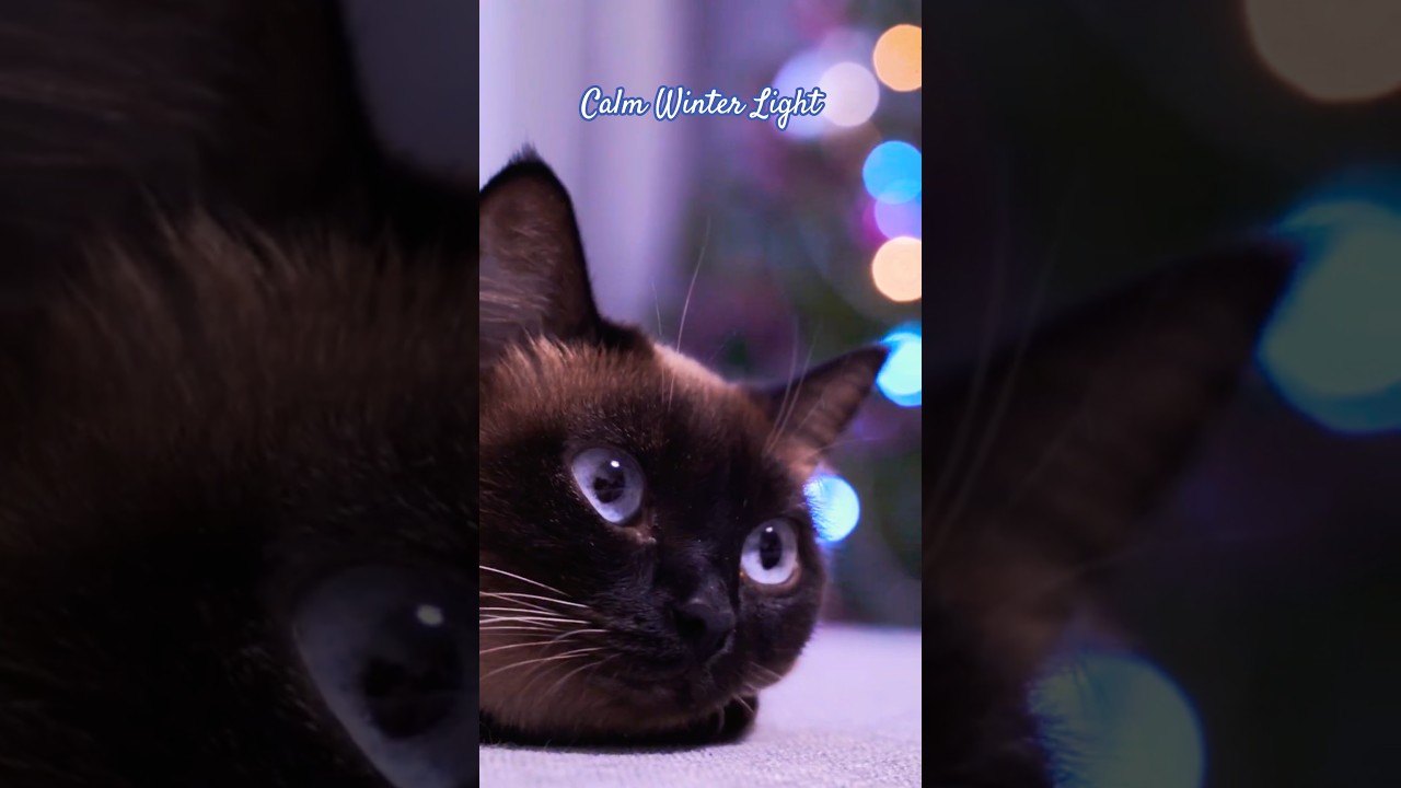 Winter Light ✨ Calm that Lingers 🐈‍⬛ Cozy Thai Cat 🕰️ 