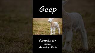 Animal Hybrids - Geep