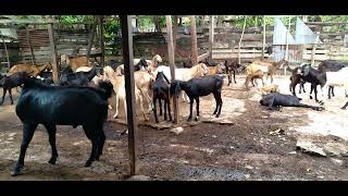 Download lagu MALE GOAT MATING@NikenGreen5431