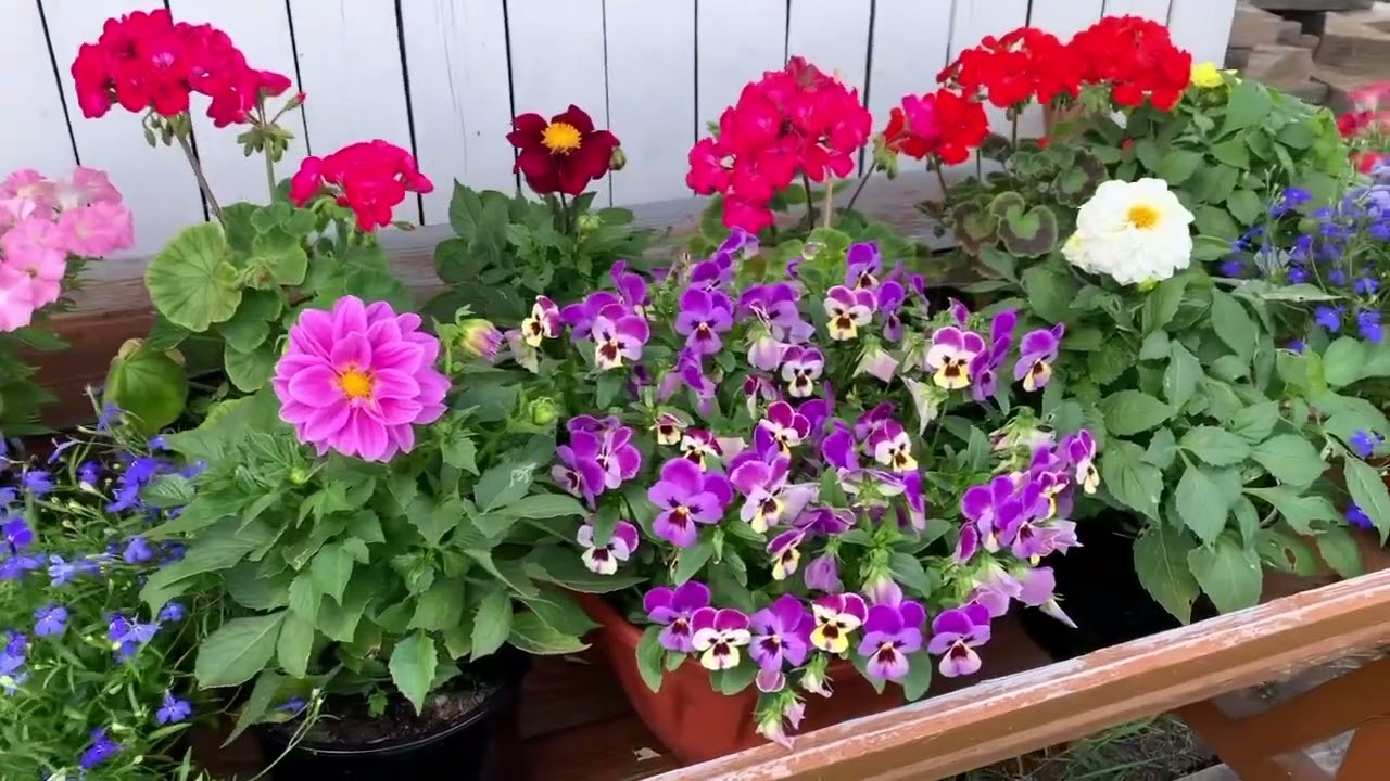 Картинка и реальность: однолетники из семян 2025г