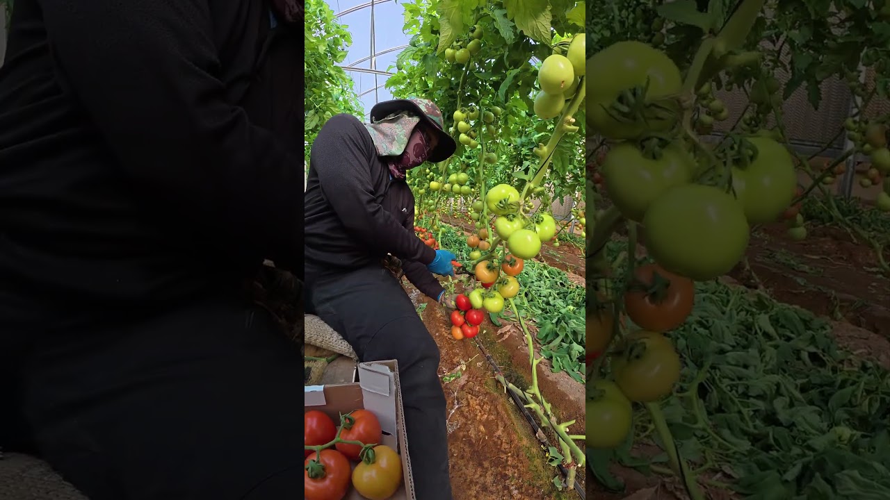 picking tomatoes 