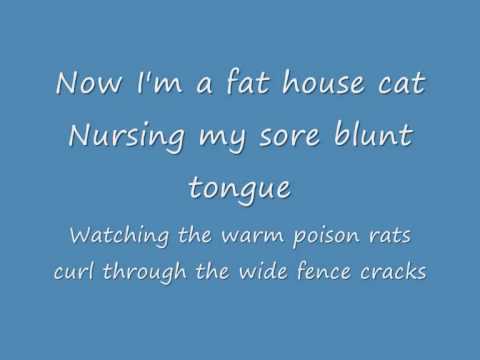 Flightless Bird American Mouth Lyrics Youtube