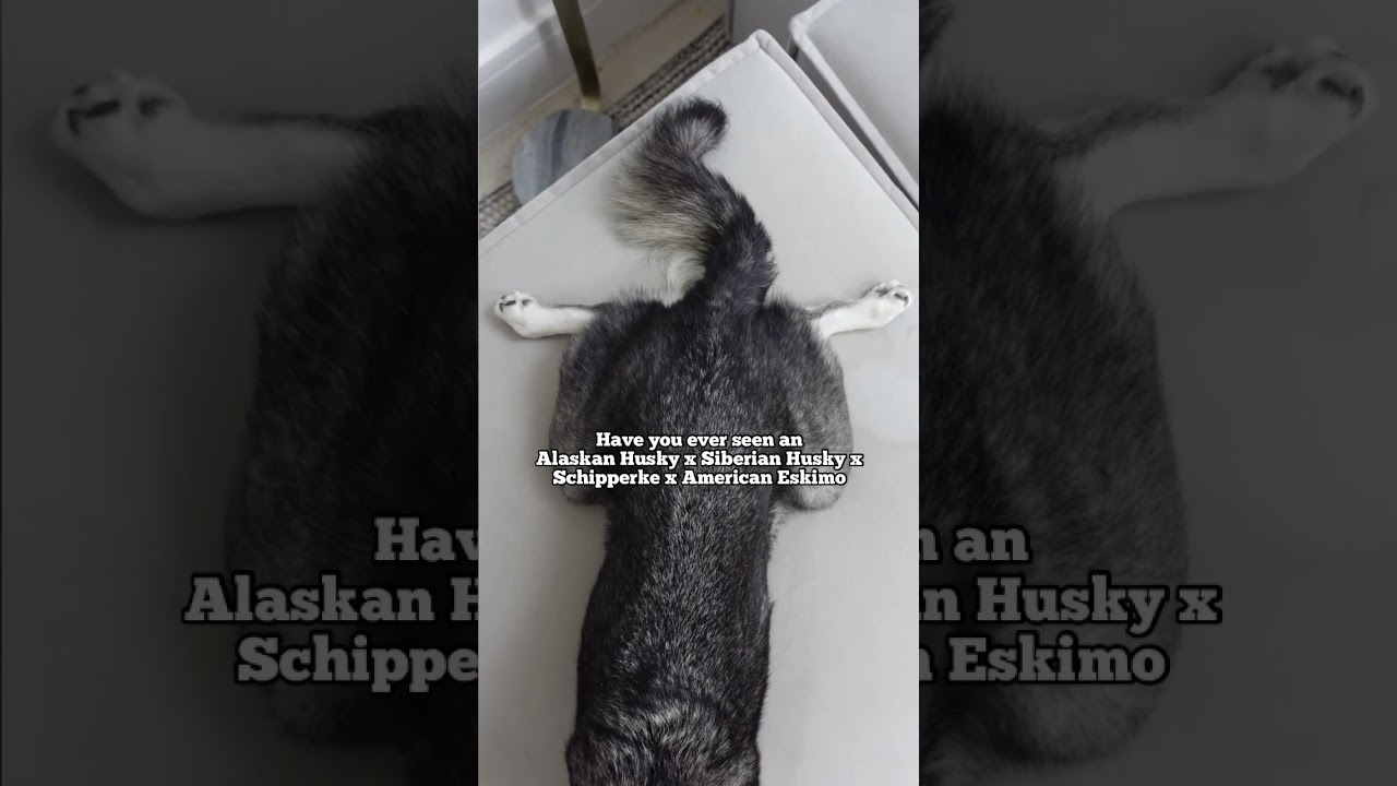 Are Your Familiar With The Alaskan Klee Kai Breed?