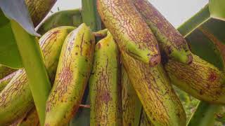 Makira Banana Music Video