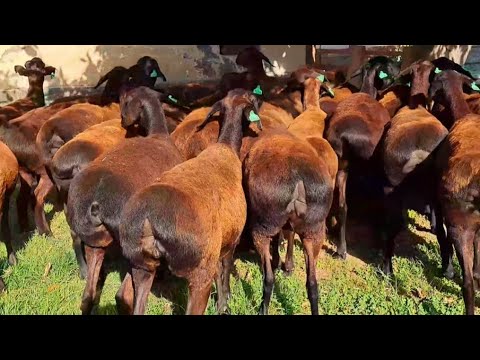 Elite sheep of Uzbekistan | Özbekistan'ın seçkin koyunları - YouTube