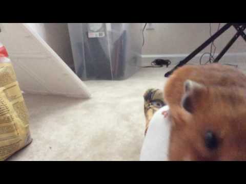 Hamster stuffing her cheeks
