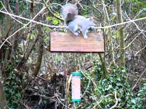 Squirrel - Proof bird feeder ? - YouTube