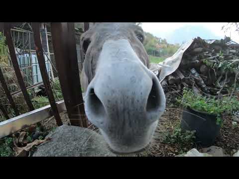 Video: Mondo animale: differenza del bardotto e del mulo