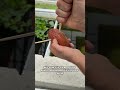 Growing sweet potatoes in my pond