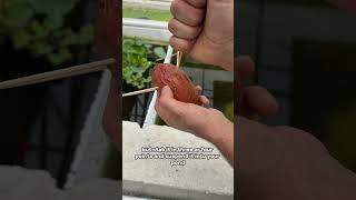 Growing sweet potatoes in my pond
