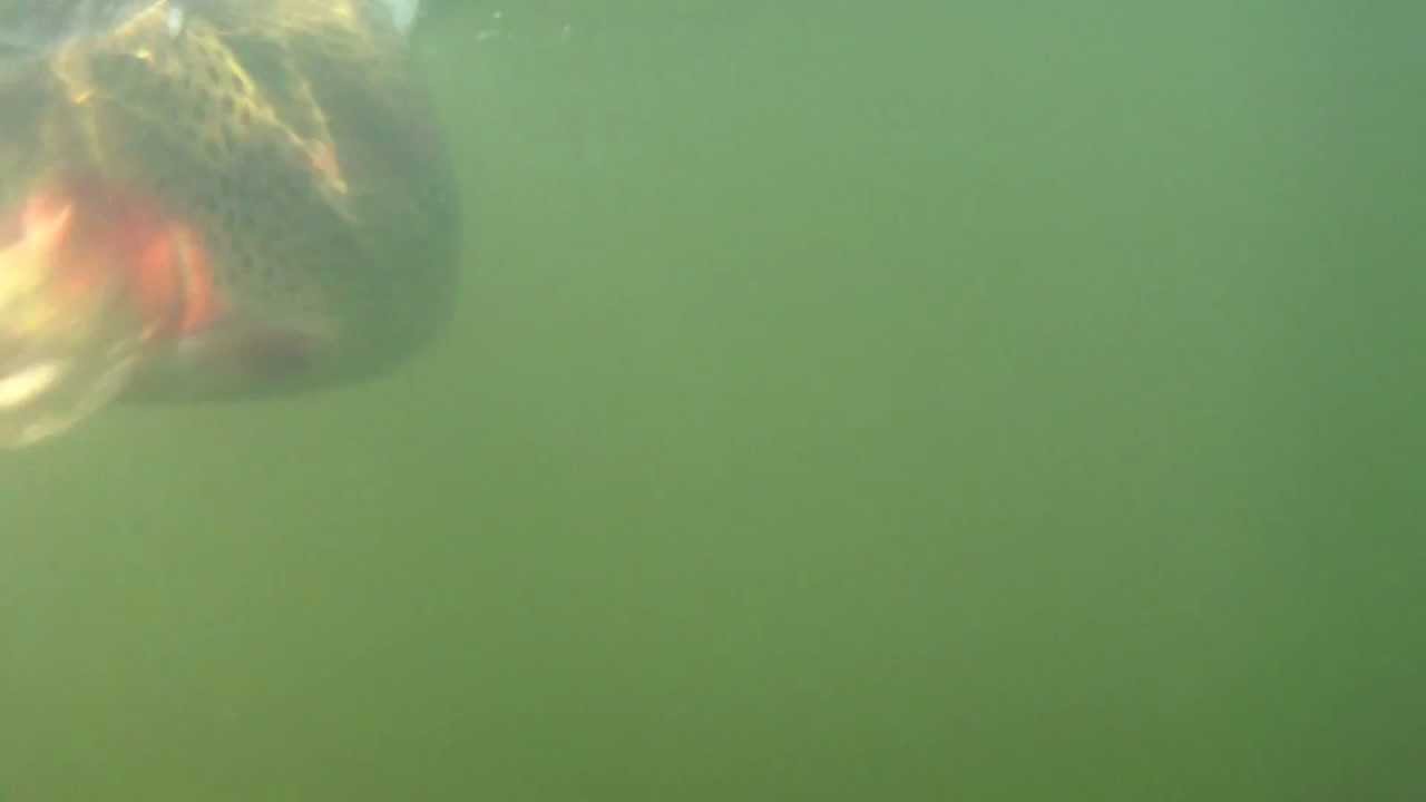Slab Jiggies underwater trout 12/26/2011