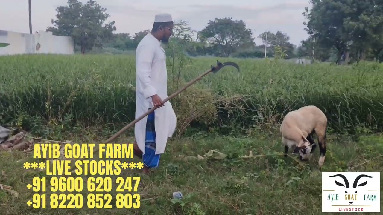 Country breed goats - live stocks/fresh and pure meats available 