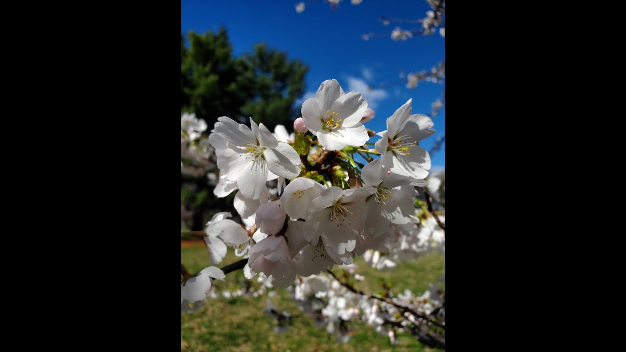 Missouri Botanical Garden Cherry Blossoms YouTube