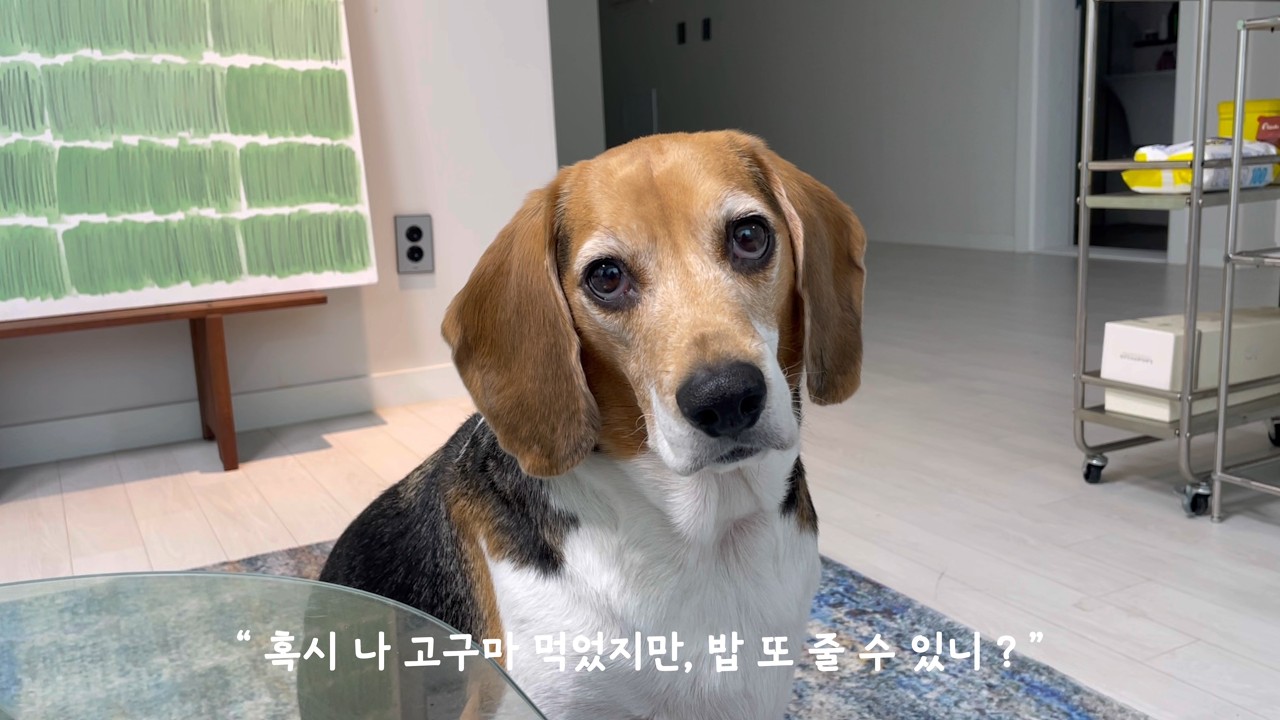 하루 중 강아지 지분이 90%일 때