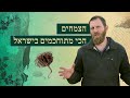 קוצים מתפוצצים וזרעים שמחבקים את האדמה: הצמחים הכי מתוחכמים בארץ 💥 | בשביל הסיפור