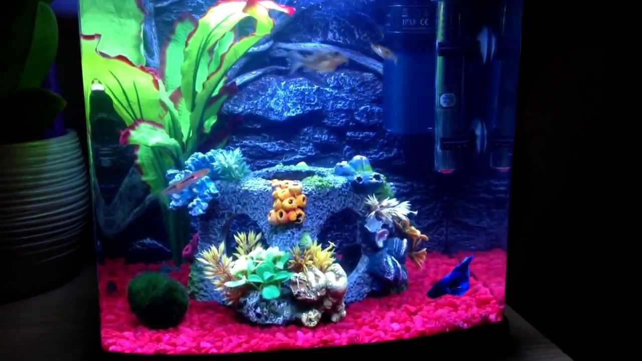 Tropical Aquarium - 1 minute of madness