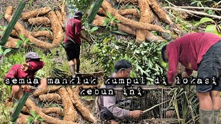 Emosi memuncak setan dan binatang berkumpul merusak kebun ubi berantakan hidup di hutan
