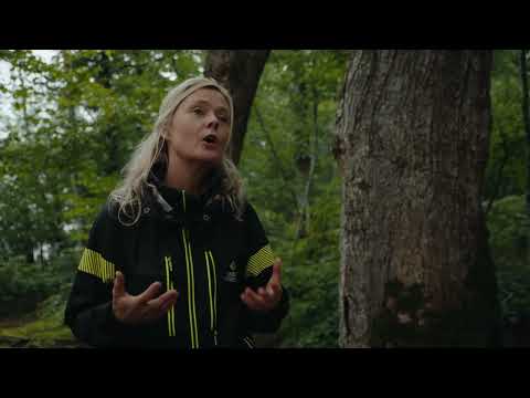 Skapa ljusöppnare skogar - video from Skogsstyrelsen