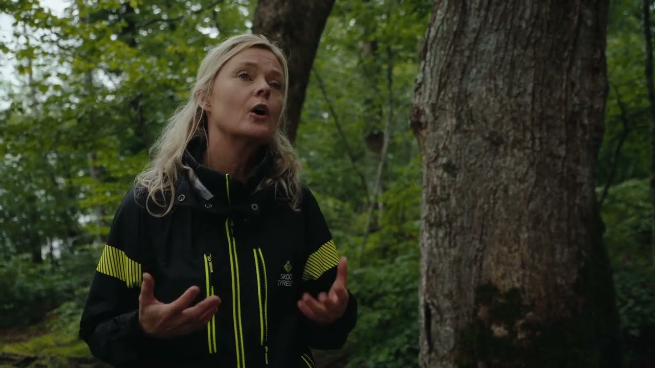 Skapa ljusöppnare skogar