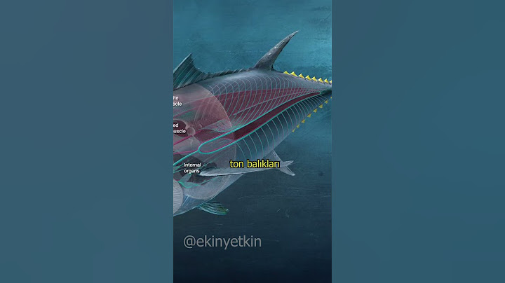 Ton balıkları asla duramaz 😧🐟