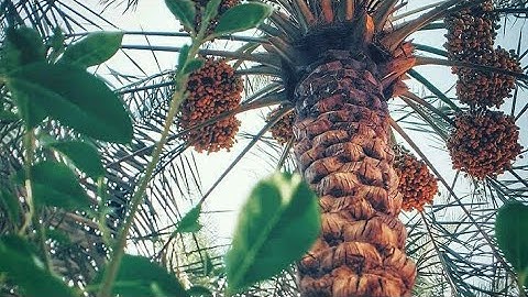 قصة صاحب الجنتين  "سورة الكهف"