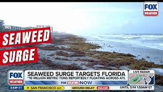 Sargassum Surge Slams South Florida Beaches Profile
