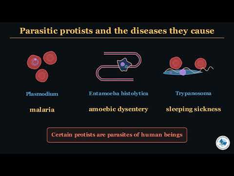 Class 11 Biology Chapter 1 | Kingdom Protista And Kingdom Fungi