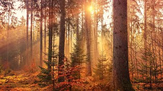 Nature Sounds - Walk In Autumn Forest - Thunder, Crow, Wind, Leaves & Footsteps!