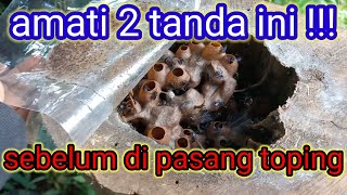 Download Lagu ciri-ciri lebah itama siap di pasang toping~lebah madu jawa #lebah #lebahmadu #madukelulut #budidaya MP3