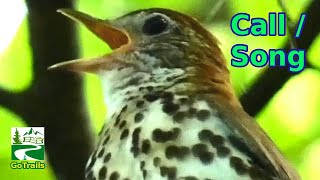 Wood thrush song / call / sounds | Bird