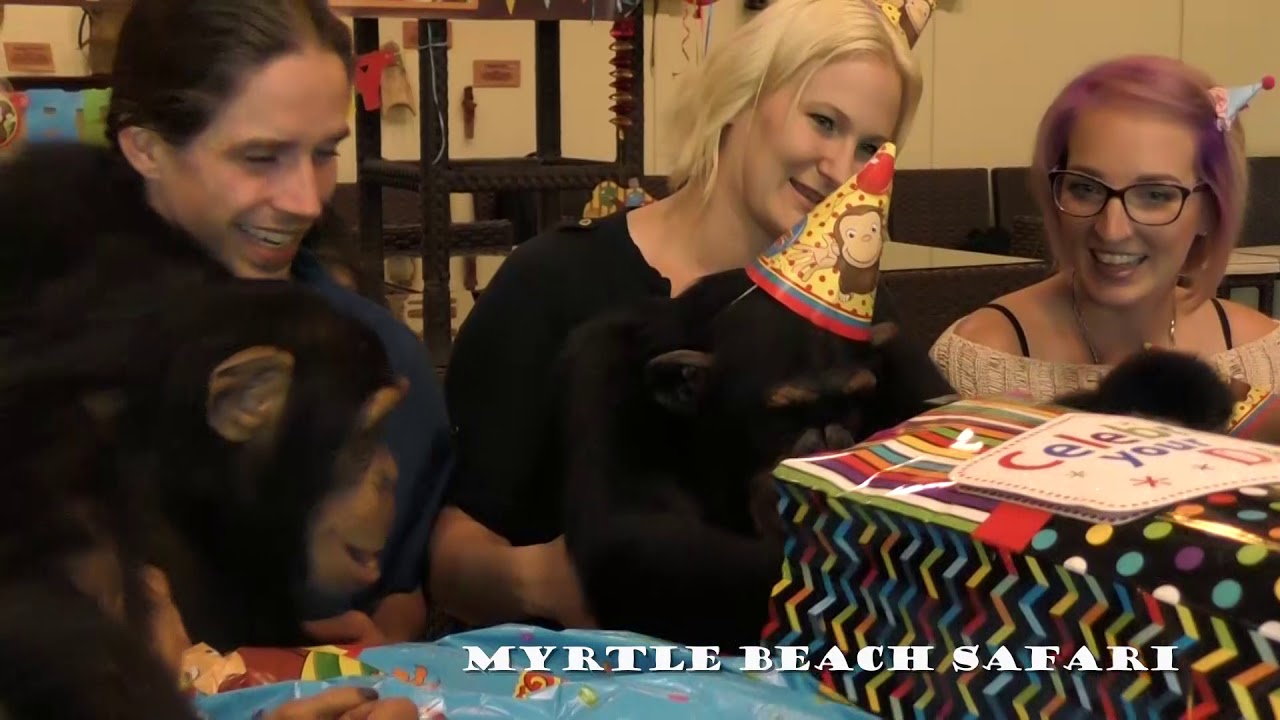 Vali the Chimpanzee's 6th Birthday - Myrtle Beach Safari ...