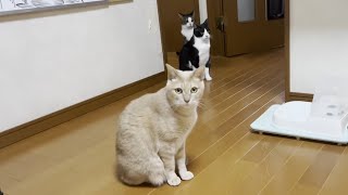 不審者扱いの息子の帰宅でプチパニックになる猫