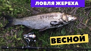 Ловля жереха на спиннинг Жерех на малой реке весной