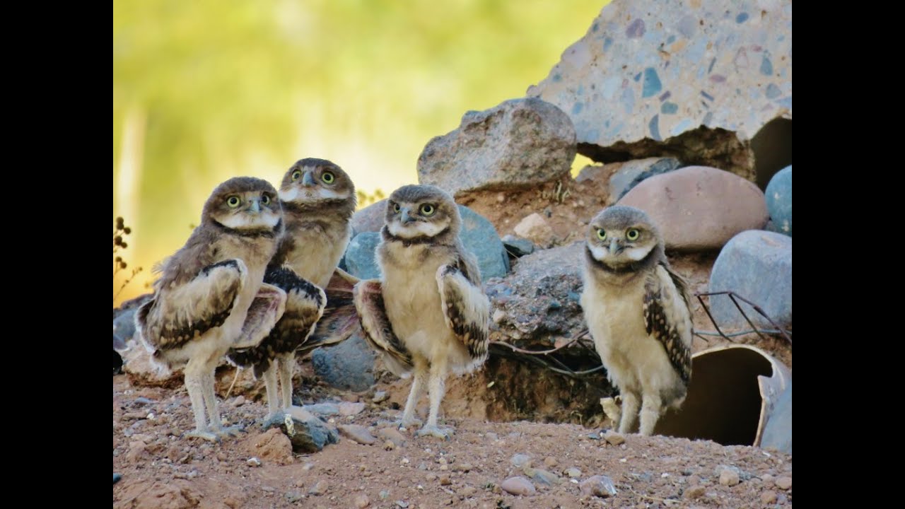 Sunset with the Baby Burrowing Owls