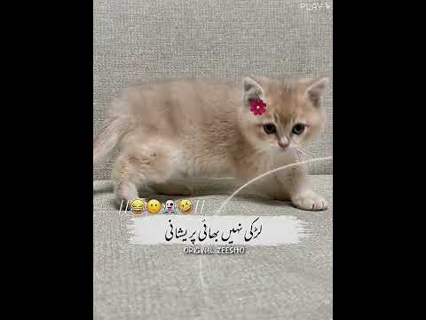 Urdu poetry funny short video🤣||Funny poetry status in Urdu😂#poetry #funny #original_zeesho