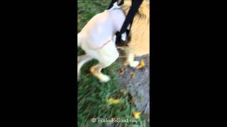 Shepherd Puppy Walking 7 Days after Double Pelvic Osteotomy