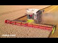 Harvest 2021 - Forrest Farms Ltd's Lexion 8900TT harvesting some very dusty wheat in Suffolk