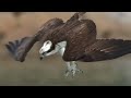 (3月上旬)ミサゴ撮影