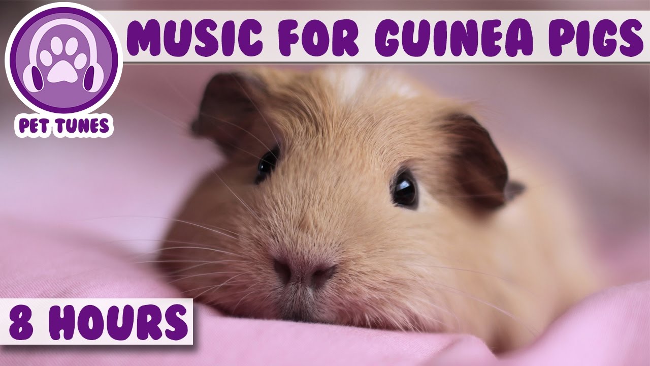 Music For Guinea Pigs 8 Hour Music Video for Guinea Pigs! Natural Stress and Anxiety Relief
