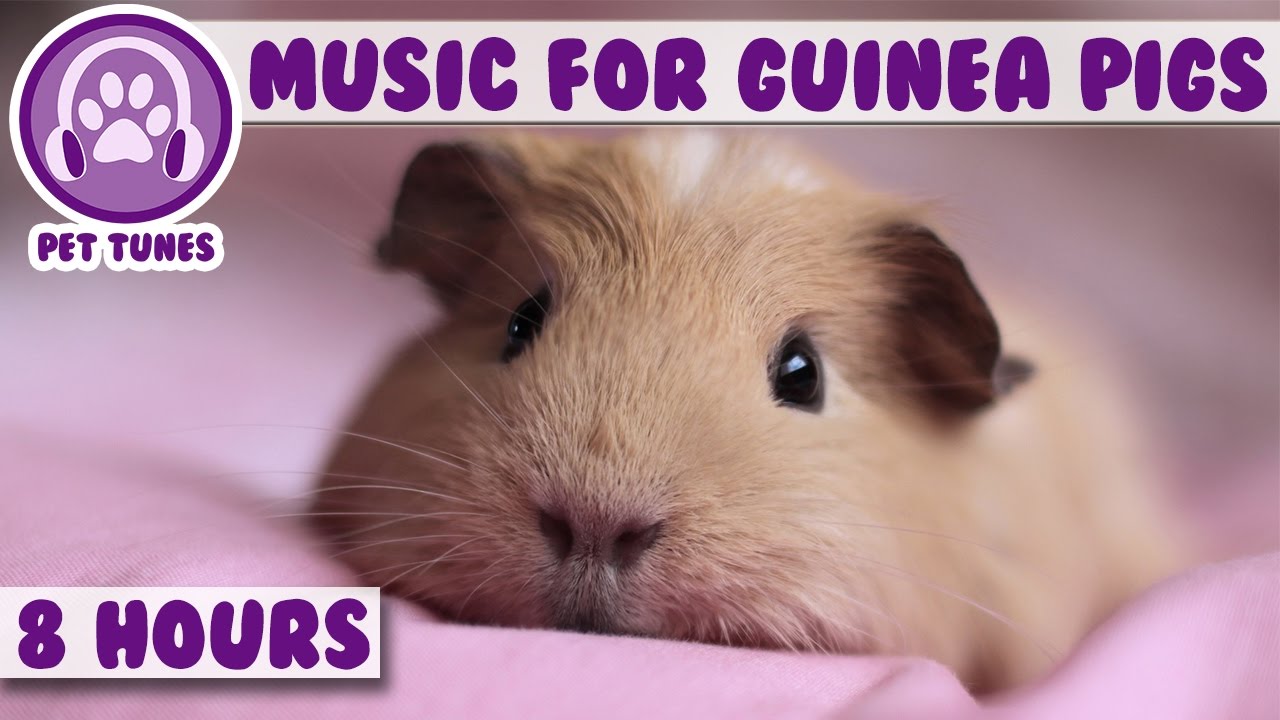 8 Hour Music Video For Guinea Pigs! Natural Stress And Anxiety Relief For Guinea Pigs!