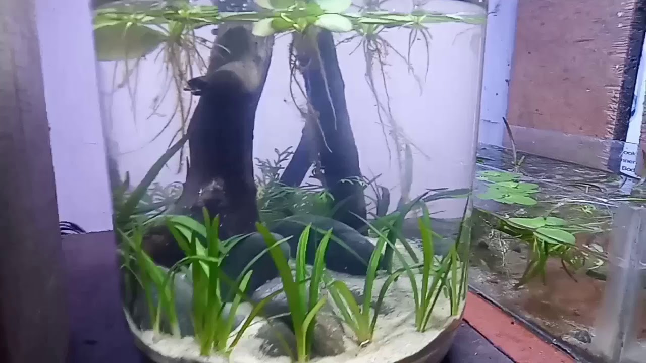 NANO TANK LOW TECH SETUP!!!